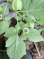 Physalis pubescens