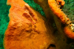 Helcogramma decurrens