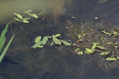 Potamogeton diversifolius