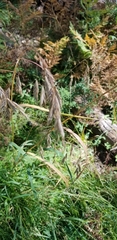 Bromus inermis