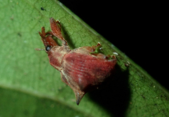 Odontopus nigrispinis