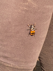 Nicrophorus