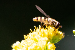 Syrphus rectus