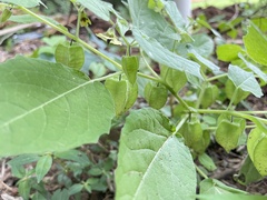 Physalis pubescens
