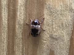 Cryptocephalus