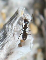 Forelius pruinosus
