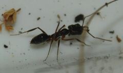 Odontomachus brunneus