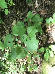 Aristolochia macrophylla