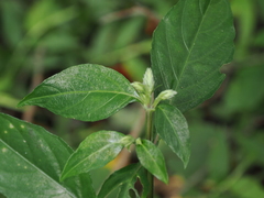 Lepidagathis formosensis
