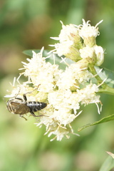 Tachytes