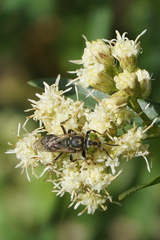 Tachytes