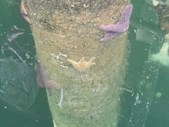 Dermasterias imbricata