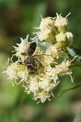Tachytes