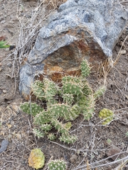 Opuntia × columbiana