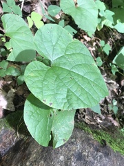 Aristolochia macrophylla
