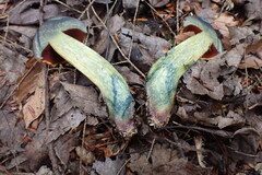 Boletus subluridellus