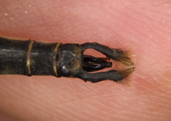 Somatochlora walshii