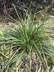 Dianella brevicaulis