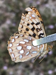 Speyeria egleis