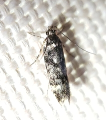 Gelechiini