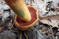 Boletus subluridellus