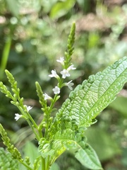 Verbena urticifolia