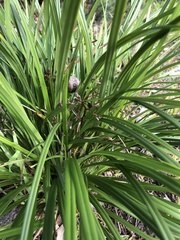 Dianella brevicaulis