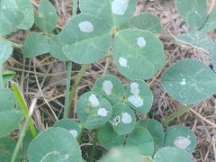 Porphyrosela minuta
