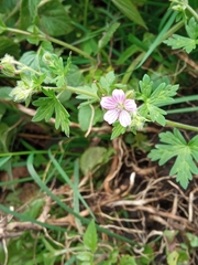 Geranium seemannii