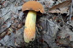 Boletus subluridellus