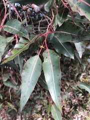 Eucalyptus botryoides