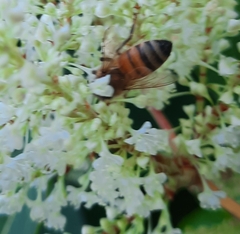 Apis mellifera