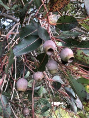 Eucalyptus botryoides