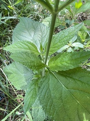 Verbena urticifolia