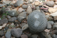 Mammillaria supertexta