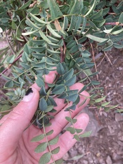 Hedysarum occidentale