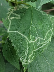 Agromyzidae