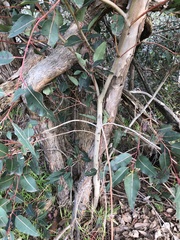 Eucalyptus botryoides