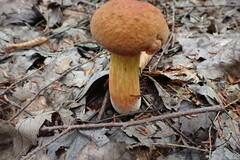 Boletus subluridellus