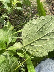 Verbena urticifolia