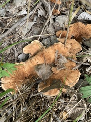 Laetiporus cincinnatus