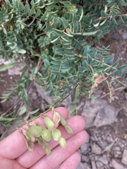 Hedysarum occidentale