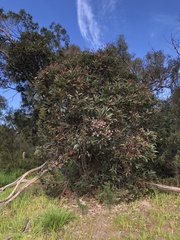 Eucalyptus botryoides