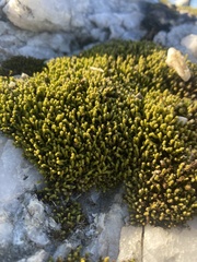 Hedwigia ciliata