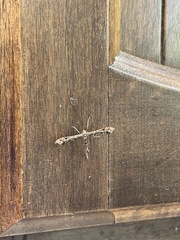 Amblyptilia pica
