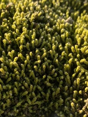 Hedwigia ciliata