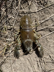 Faxonius virilis