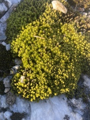 Hedwigia ciliata
