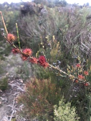 Allocasuarina verticillata