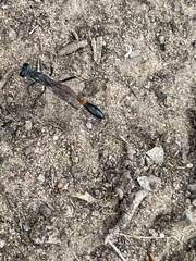 Ammophila